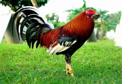gamefowl bloodlines in the philippines|Golden Gamefowl History and Fighting Style .